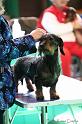 Crufts2011_2 855